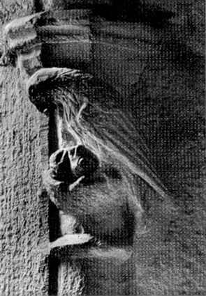 Vogel