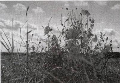Blumen